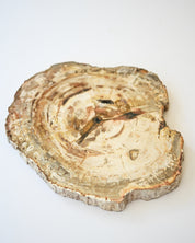Petrified Wood Slab