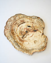 Petrified Wood Slab