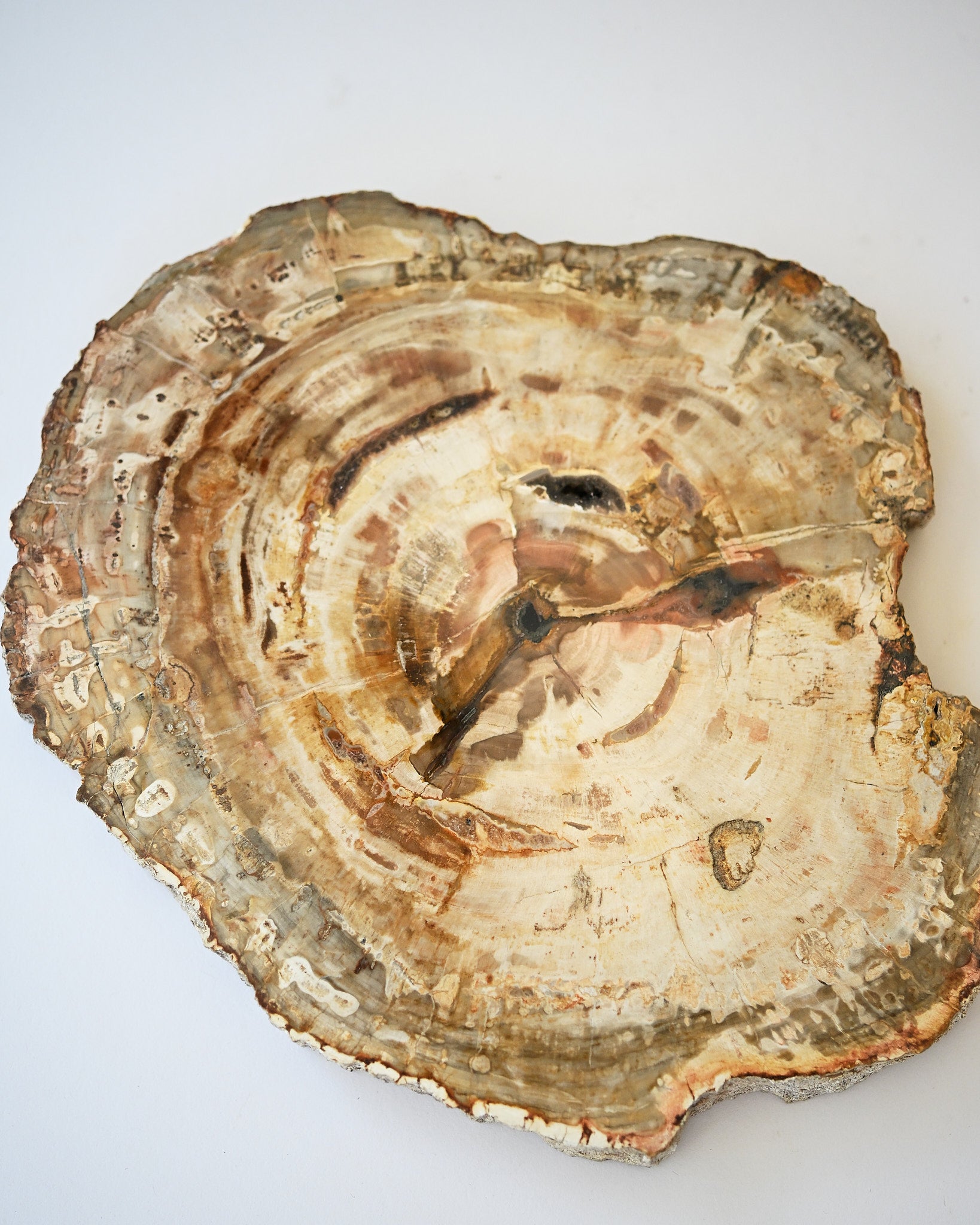 Petrified Wood Slab