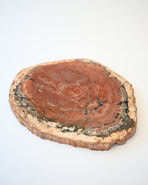 Rare Red Petrified Wood Slab 3.8lbs