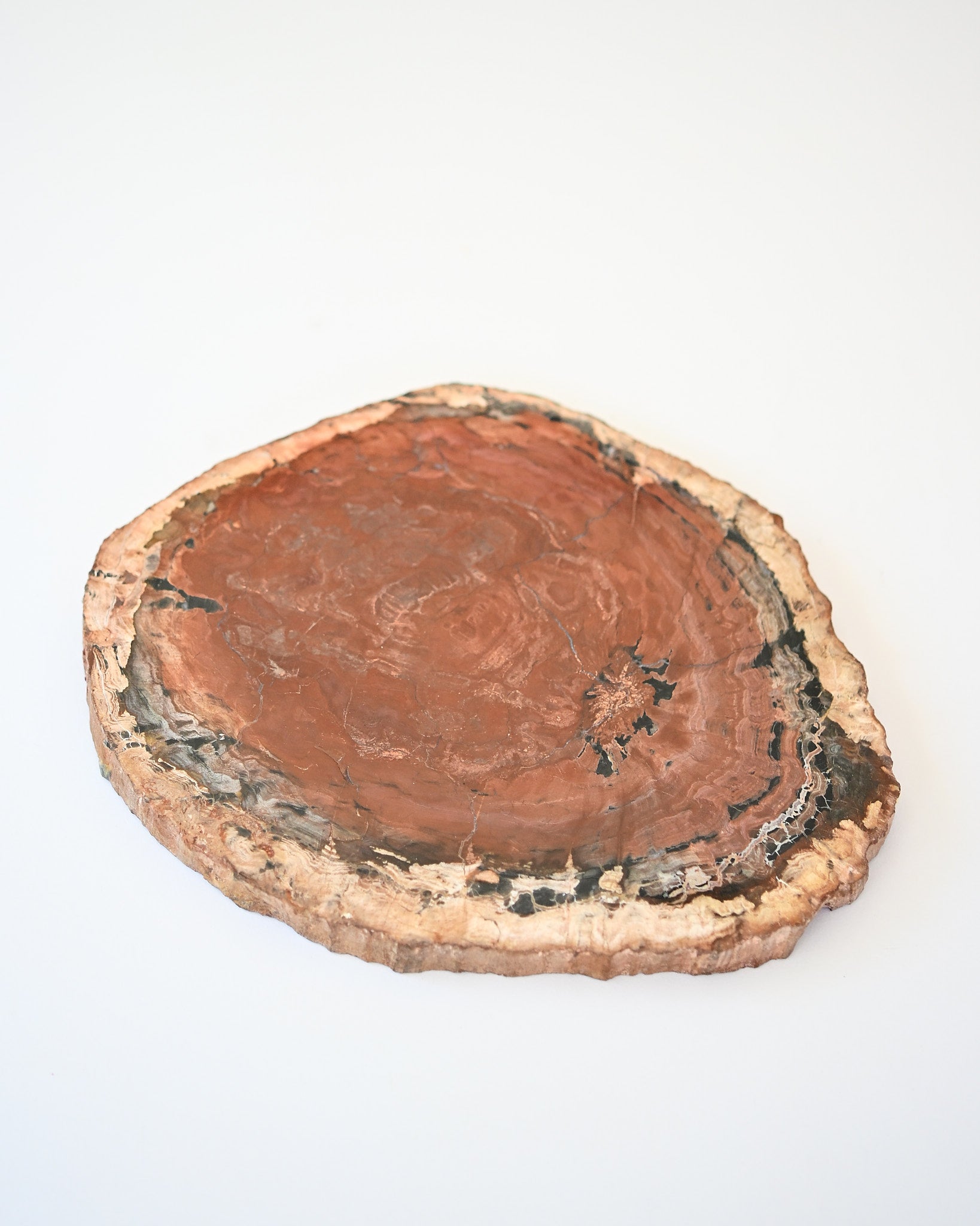 Rare Red Petrified Wood Slab 3.8lbs
