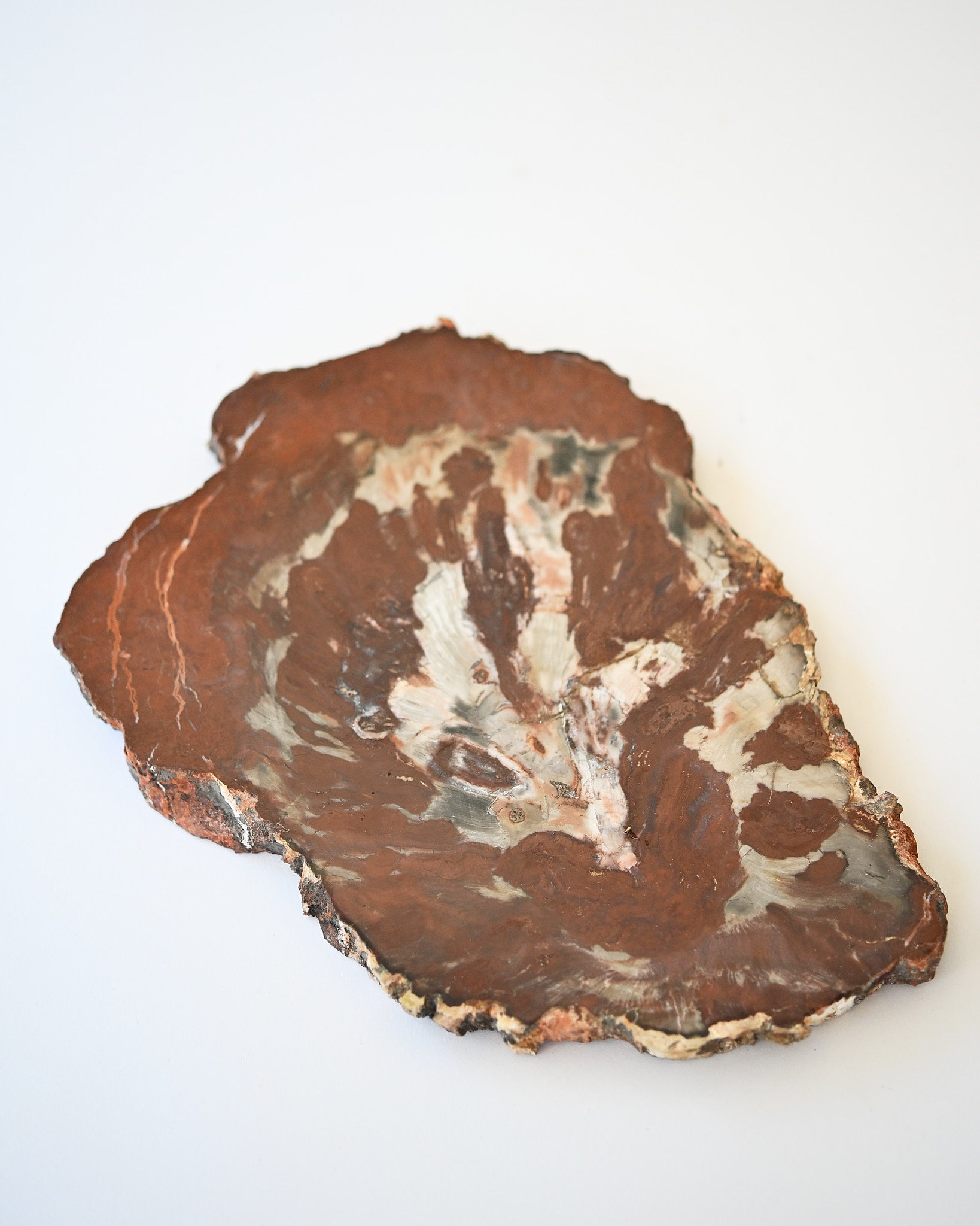Rare Red Petrified Wood Slab 2.6lbs