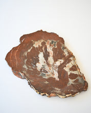 Rare Red Petrified Wood Slab 2.6lbs