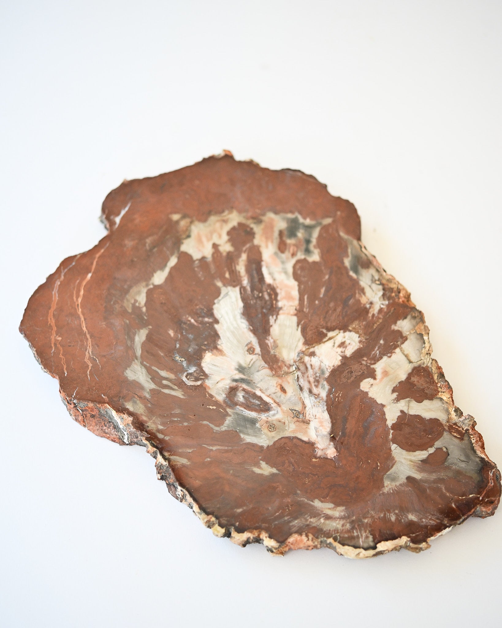 Rare Red Petrified Wood Slab 2.6lbs