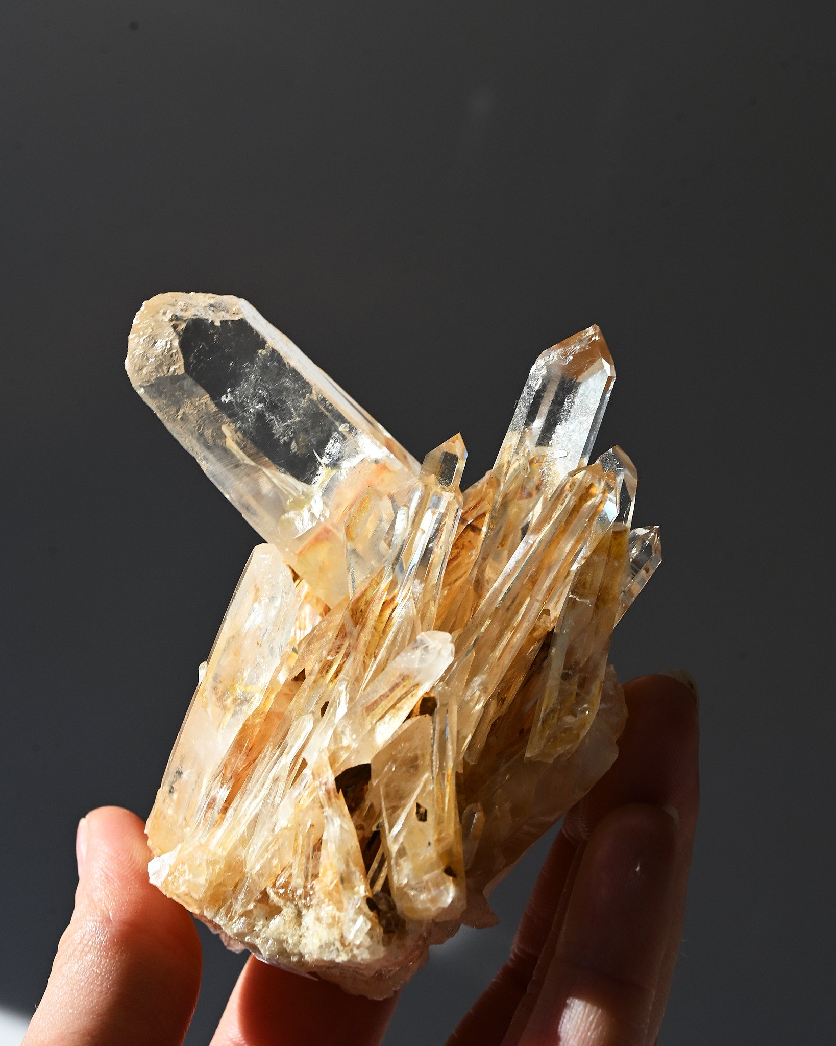lemurian--3x2--222g--19c--8516.jpg