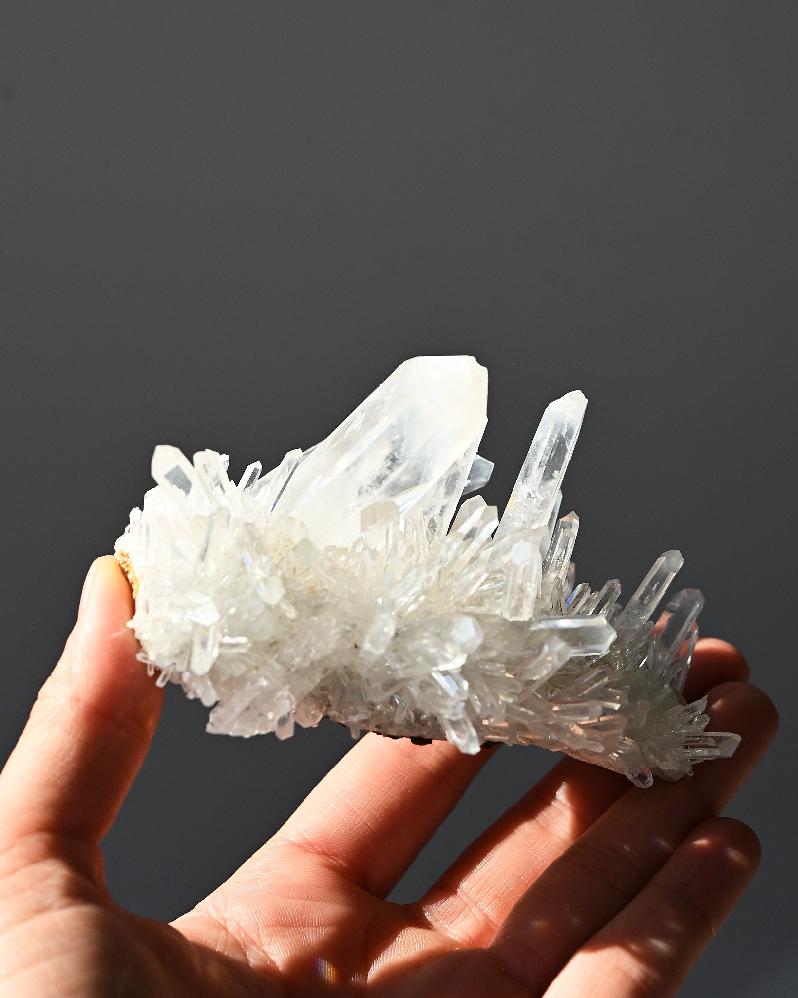 lemurian--4x3--201g--19c---8439.jpg