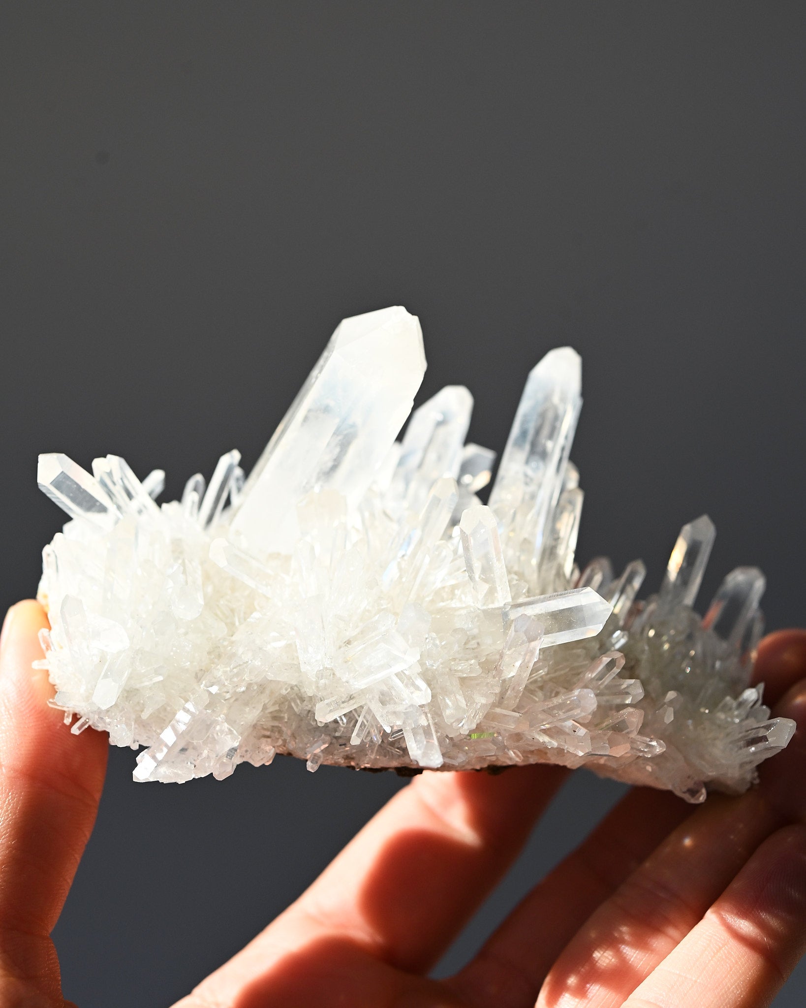 lemurian--4x3--201g--19c---8440.jpg