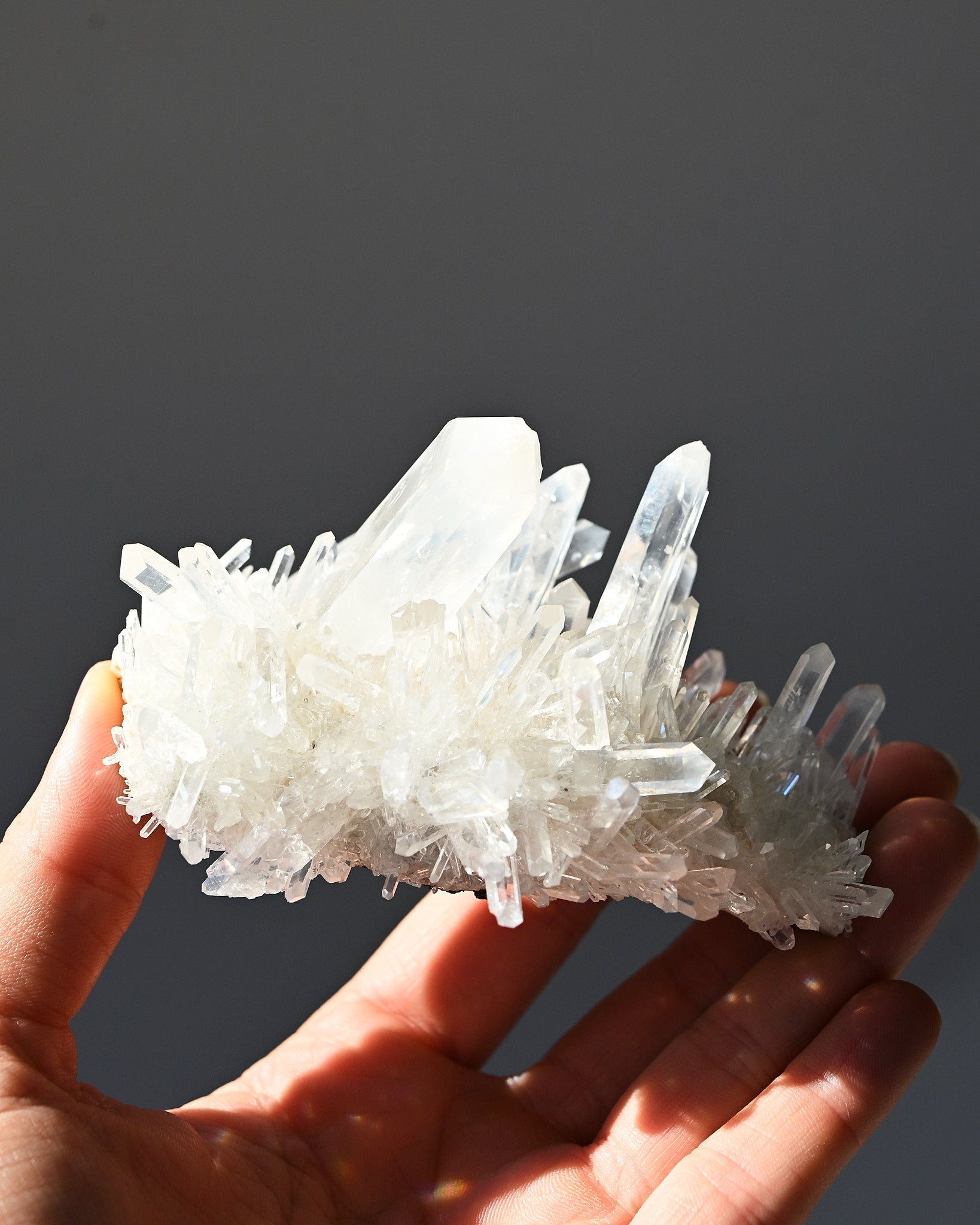 lemurian--4x3--201g--19c---8441.jpg