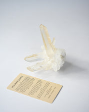 Lemurian Cluster 4in