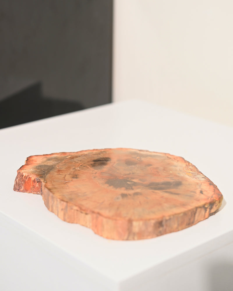 Petrified Wood Slab 5 inch