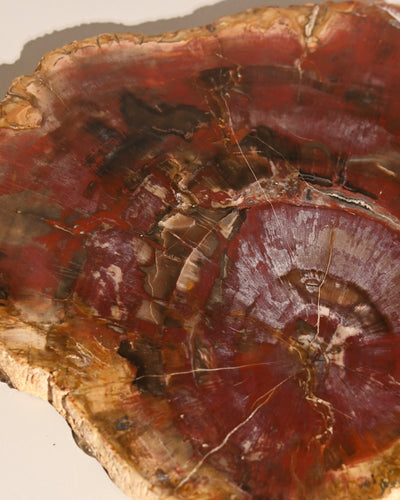 Petrified Wood