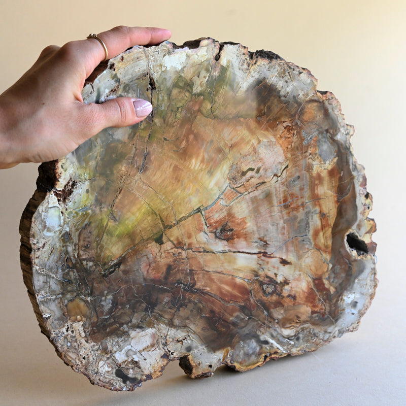 Petrified Wood Platter 7.7lbs