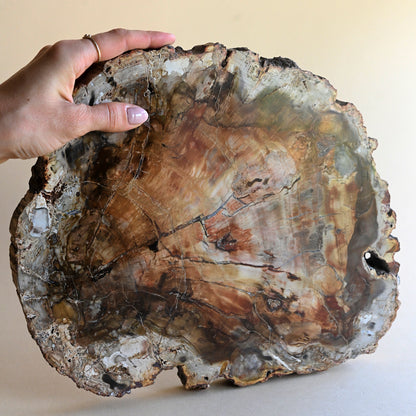 Petrified Wood Platter 7.7lbs