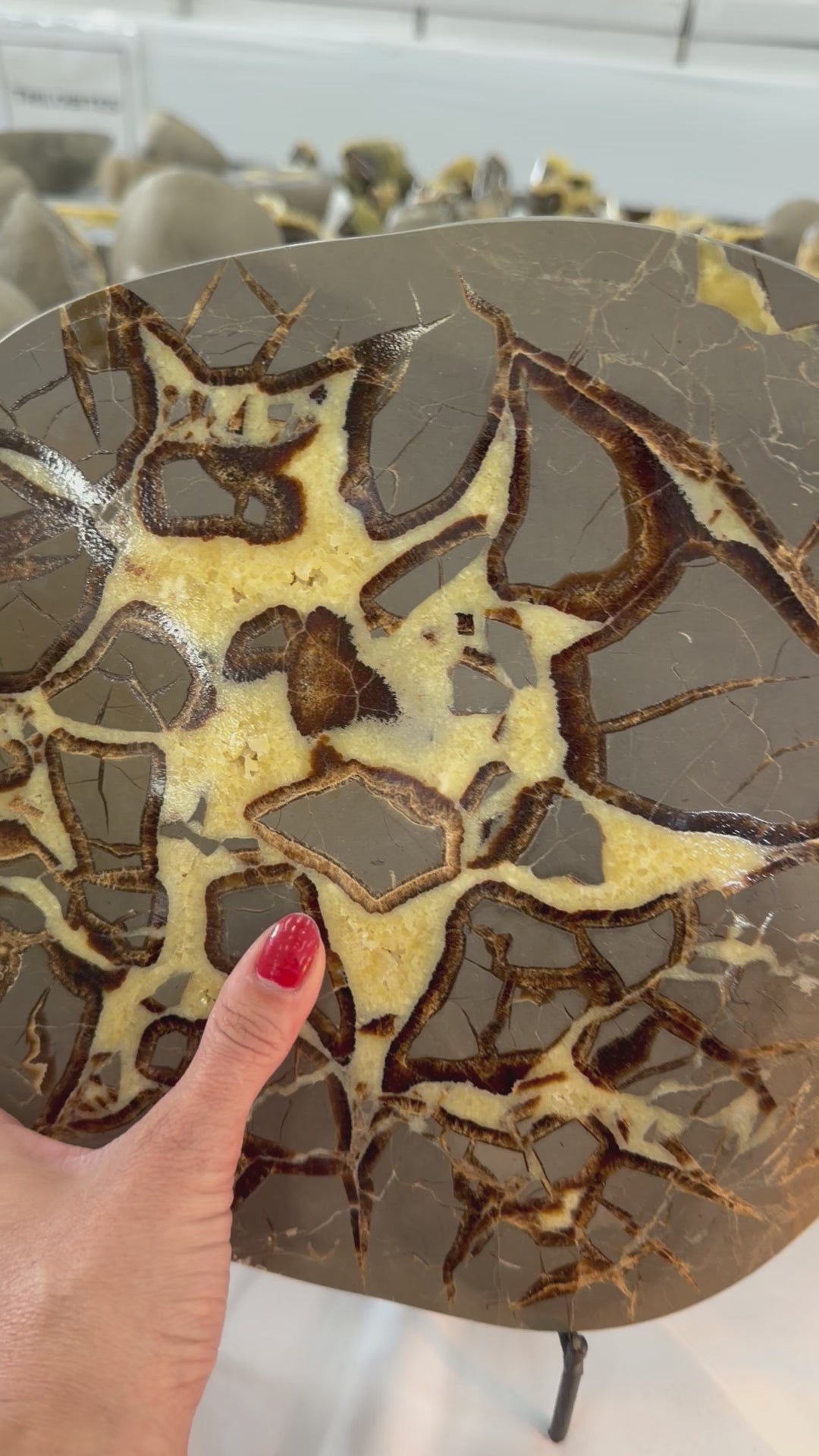 Polished septarian slab from Utah family owned