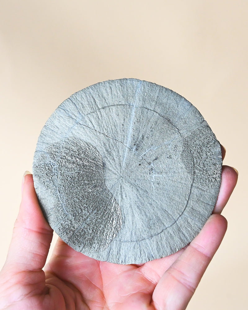 Illinois Pyrite Sun, Sparta