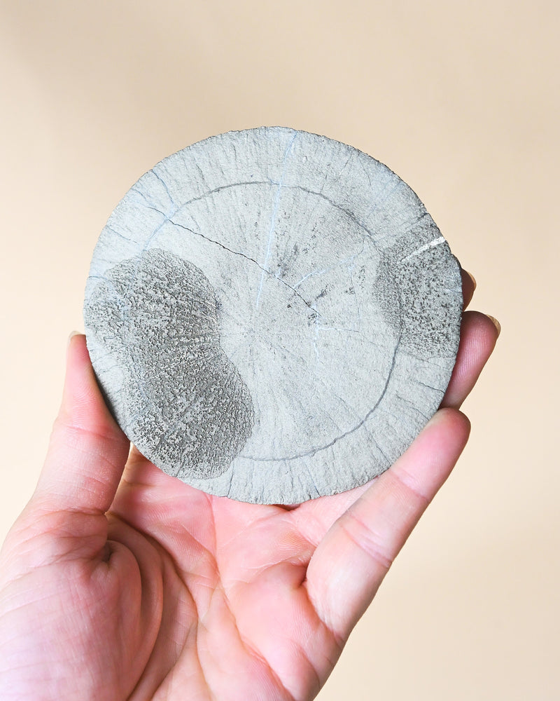 Illinois Pyrite Sun, Sparta