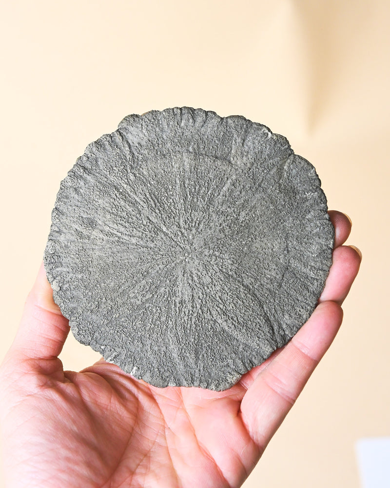 Illinois Pyrite Sun, Sparta