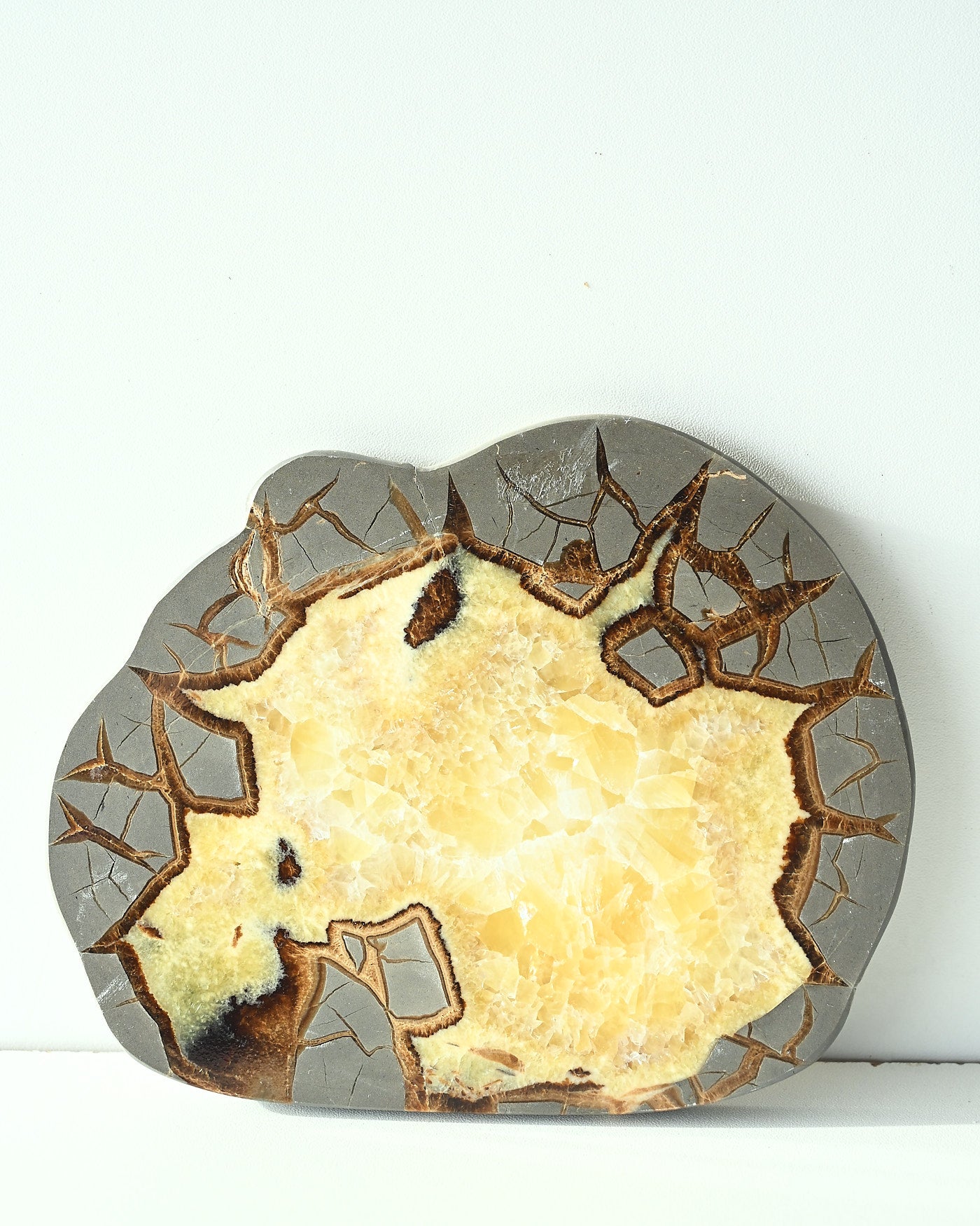 Septarian Slab 564g