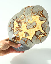 Septarian Statement Slab 989g detail of golden calcite and grey limestone exterior