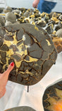 Polished septarian slab from Utah family owned