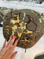 Polished septarian slab from Utah family owned