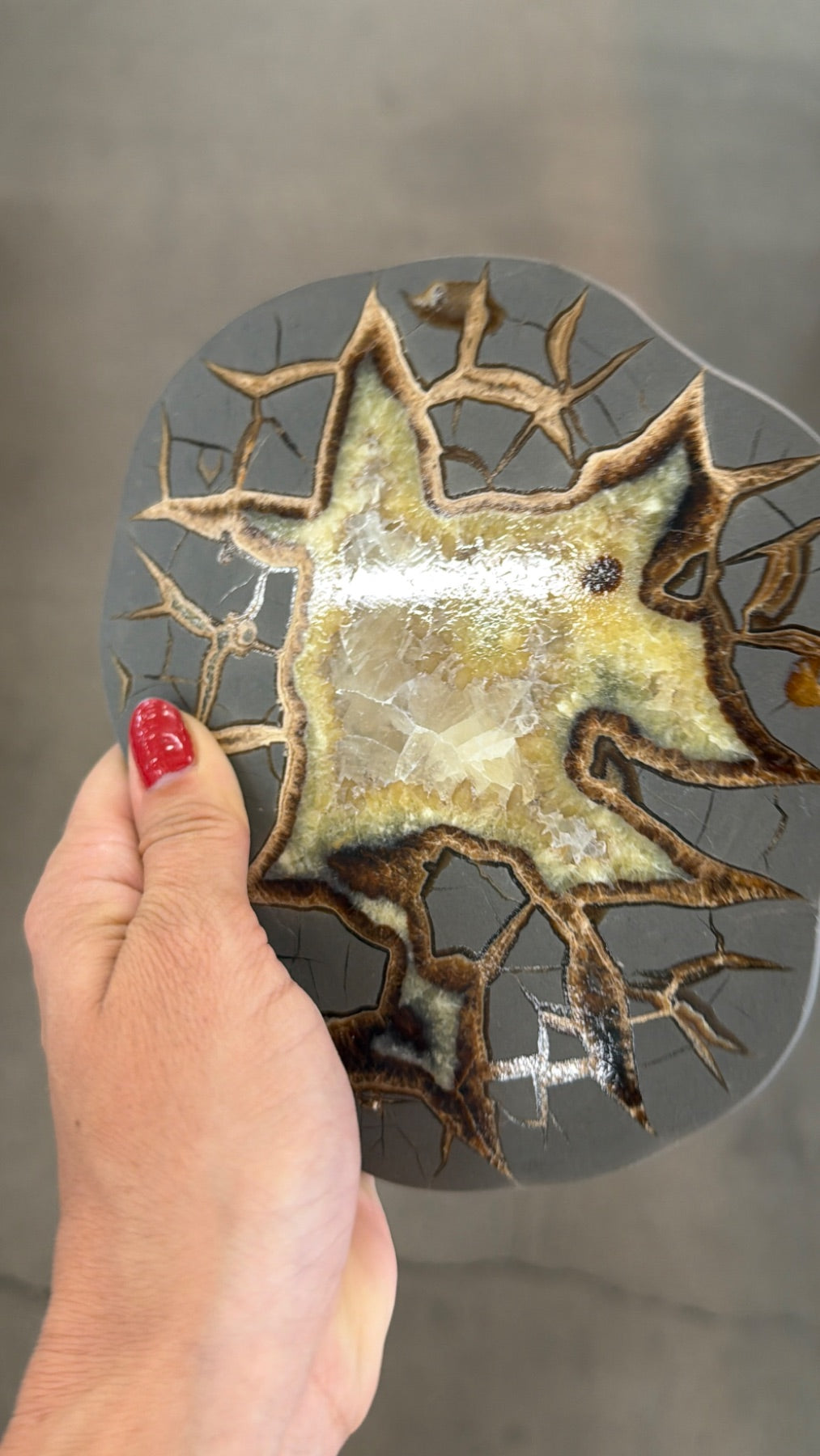 Polished septarian round form from Utah