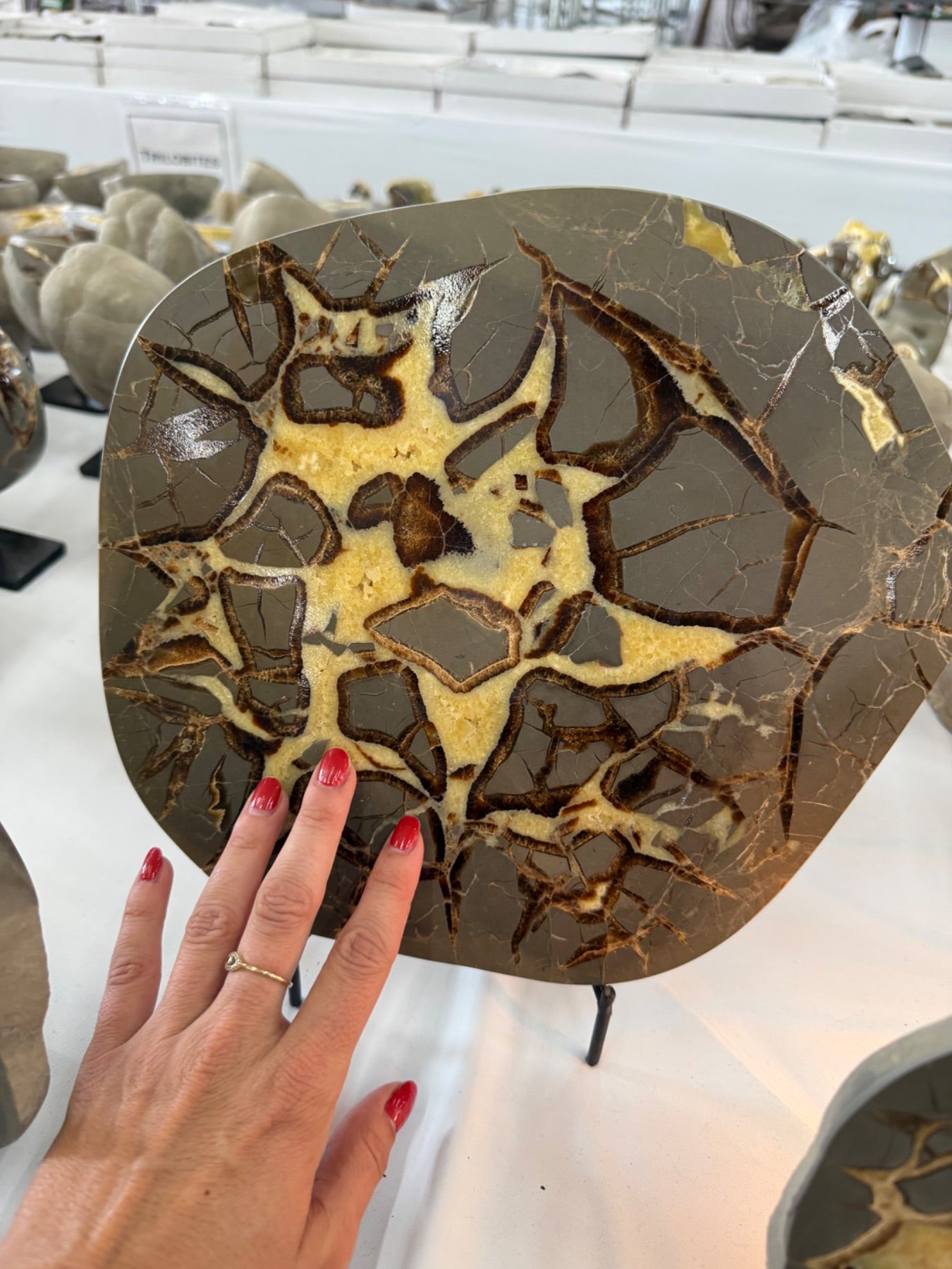 Polished septarian slab from Utah family owned