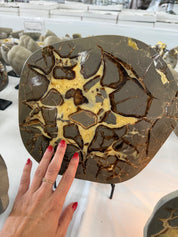 Polished septarian slab from Utah family owned