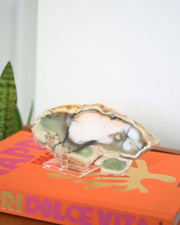A polished slab of Newman Opal with black dendritic inclusions, displayed on an acrylic stand on top of an orange book with a plant in the background.
