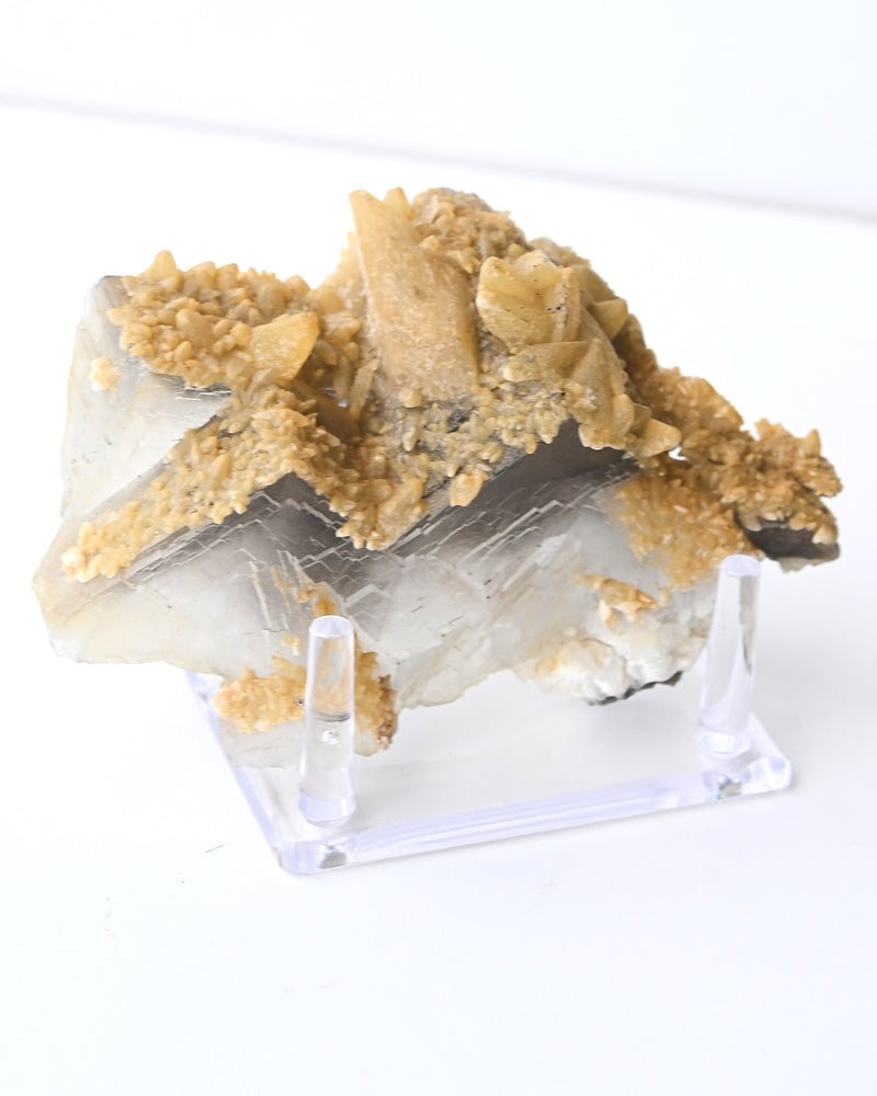 Acrylic Specimen Display Stand