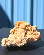Tampa Bay Agatized Coral Fossil 1.1 lbs — Florida