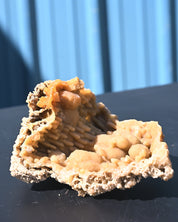 Tampa Bay Agatized Coral Fossil 1.1 lbs — Florida