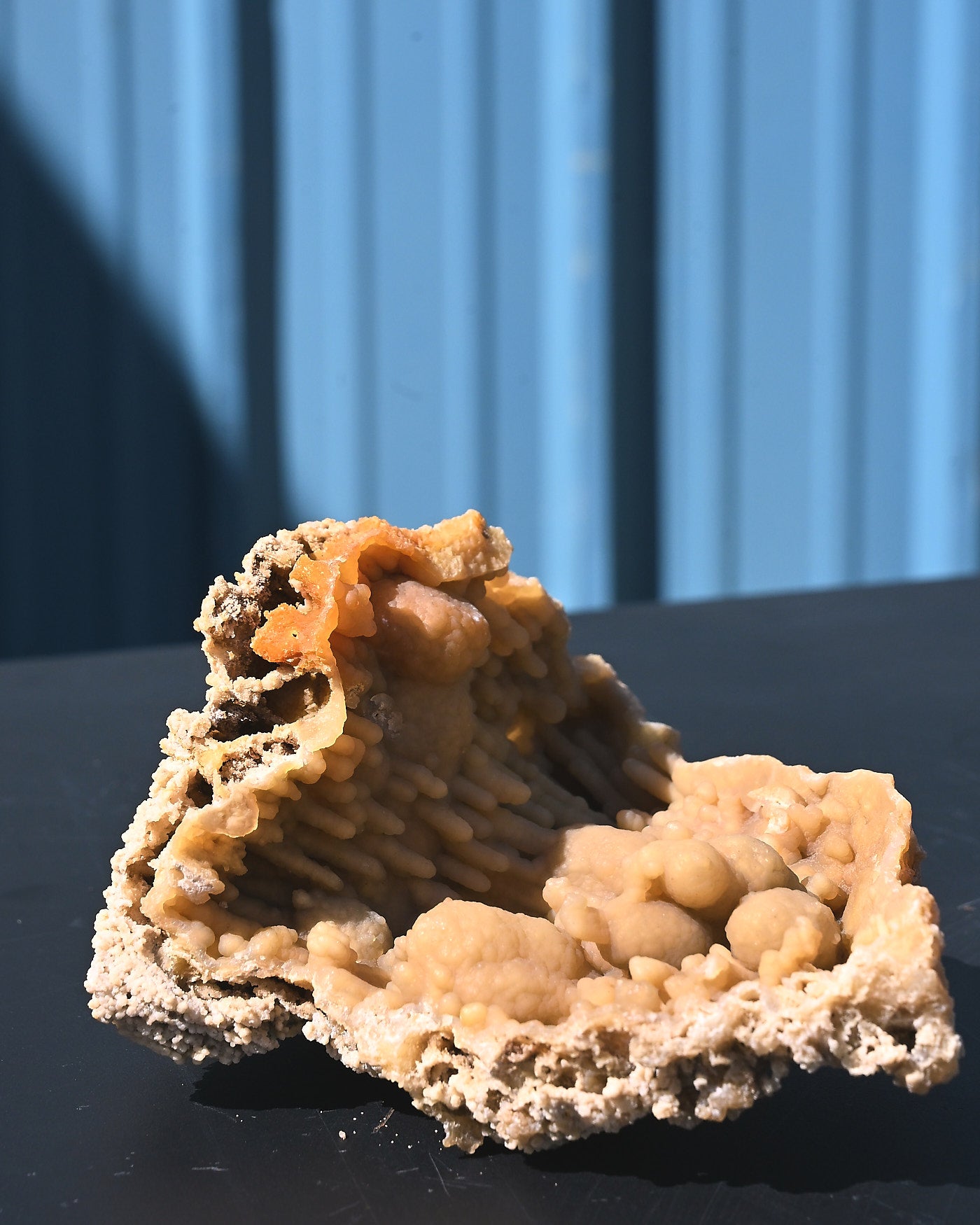 Tampa Bay Agatized Coral Fossil 1.1 lbs — Florida
