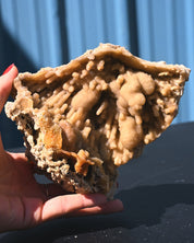 Tampa Bay Agatized Coral Fossil 1.1 lbs — Florida