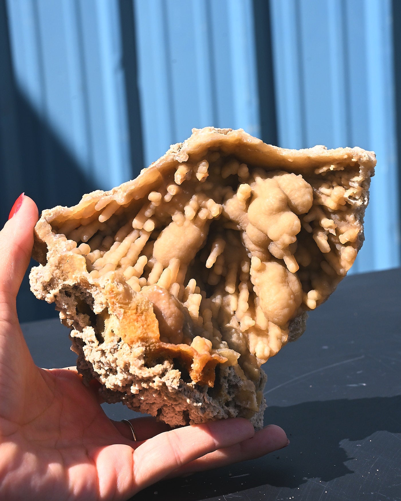 Tampa Bay Agatized Coral Fossil 1.1 lbs — Florida