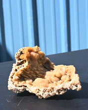 Tampa Bay Agatized Coral Fossil 1.1 lbs — Florida