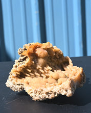 Tampa Bay Agatized Coral Fossil 1.1 lbs — Florida