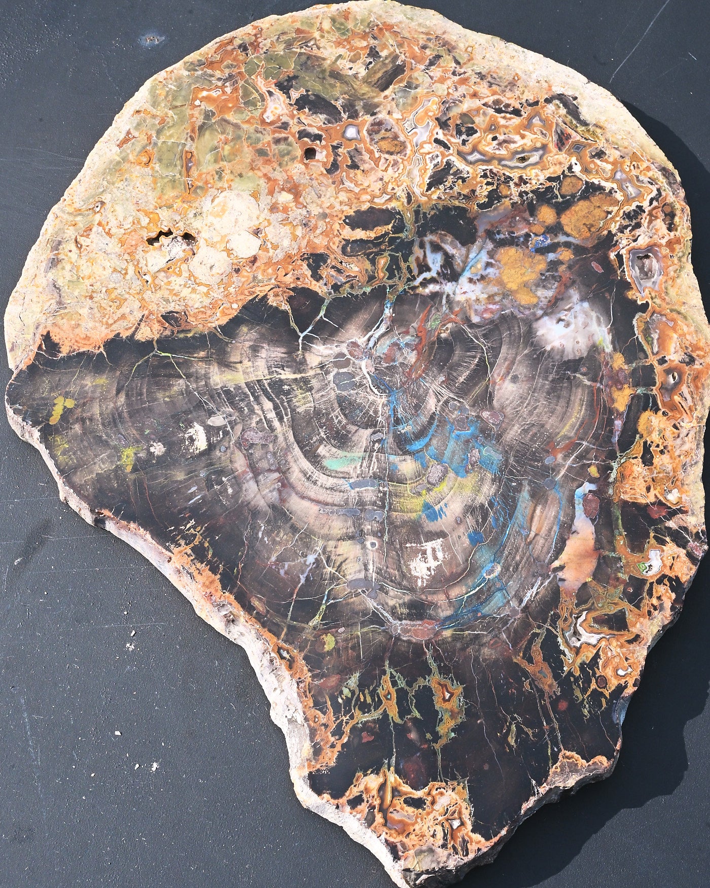 Turkish Petrified Wood with Azurite 5.001 lb 14x10x1