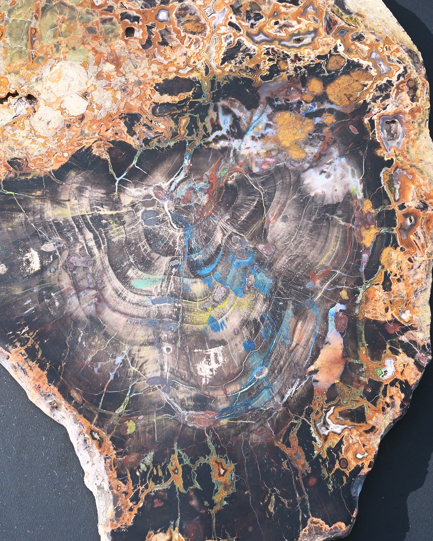 Turkish Petrified Wood with Azurite 5.001 lb 14x10x1