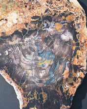 Turkish Petrified Wood with Azurite 5.001 lb 14x10x1