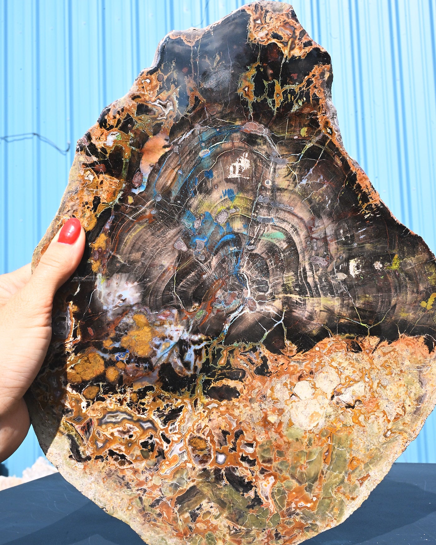 Rare Collawood Petrified Wood Slab with Azurite — Zile, Turkey