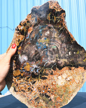Rare Collawood Petrified Wood Slab with Azurite — Zile, Turkey