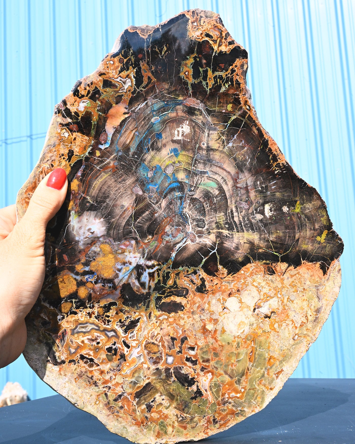 Rare Collawood Petrified Wood Slab with Azurite — Zile, Turkey