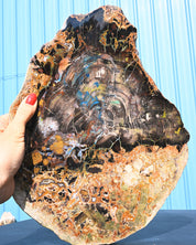 Rare Collawood Petrified Wood Slab with Azurite — Zile, Turkey
