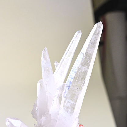 Rare Lemurian  Laser Quartz Cluster 7 inch